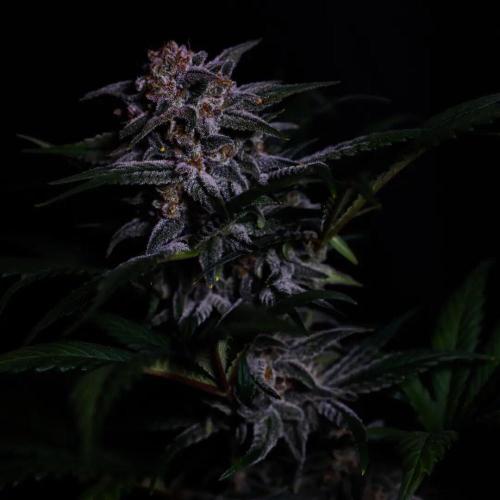 Fastbuds Strawberry Gorilla RF3. Week 7