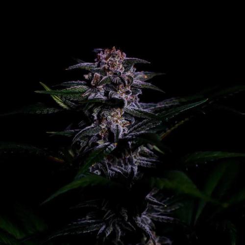 Fastbuds Strawberry Gorilla RF3. Week 7