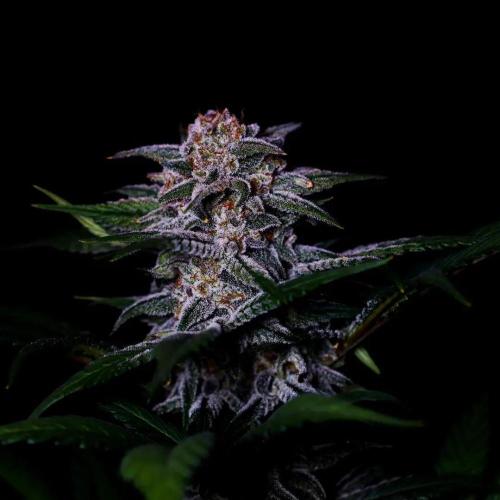 Fastbuds Strawberry Gorilla RF3. Week 7