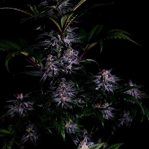 Fastbuds Strawberry Gorilla RF3. Week 7