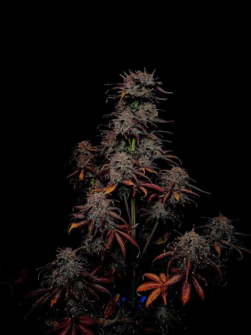 Fastbuds Strawberry Gorilla RF3. Week 7