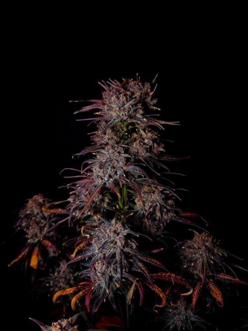 Fastbuds Strawberry Gorilla RF3. Week 7