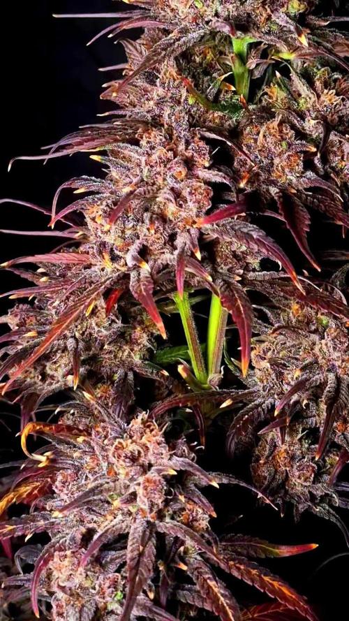 Fastbuds Strawberry Gorilla RF3