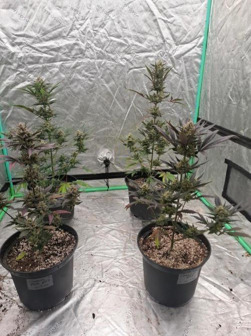 Fastbuds Guava Girls. Week 6