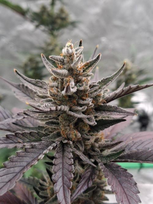 Fastbuds Guava Girls. Week 6