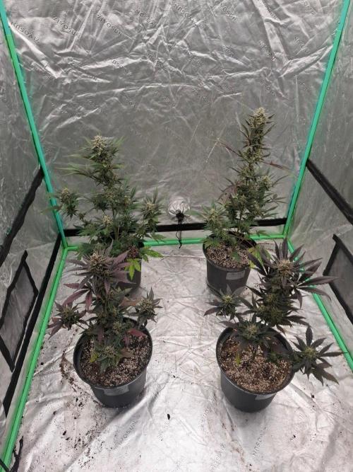 Fastbuds Guava Girls. Week 6