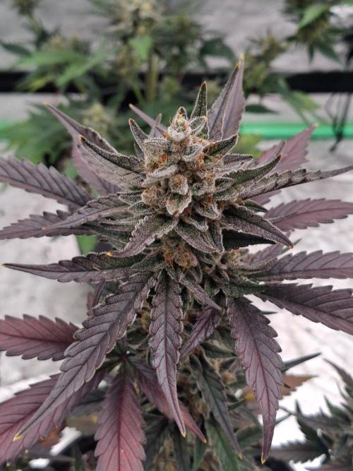 Fastbuds Guava Girls. Week 6