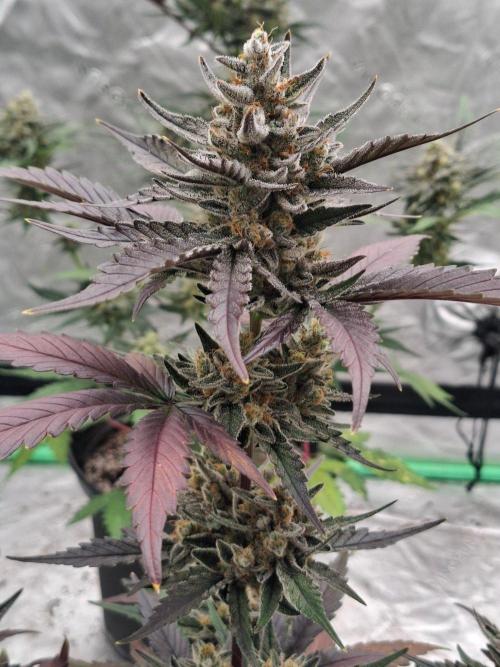 Fastbuds Guava Girls. Week 6