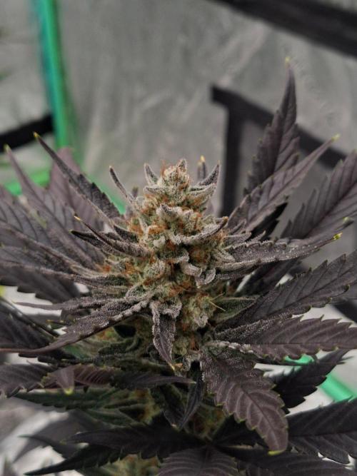Fastbuds Guava Girls. Week 6