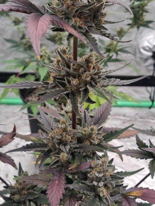 Fastbuds Guava Girls. Week 6