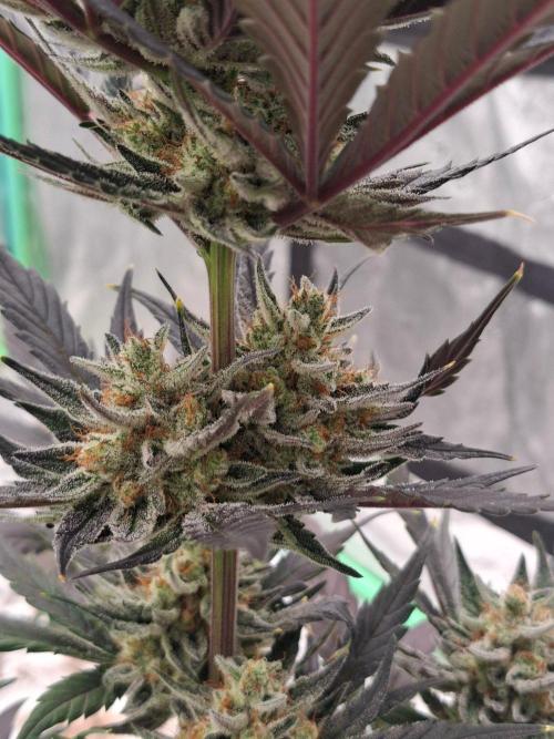 Fastbuds Guava Girls. Week 6