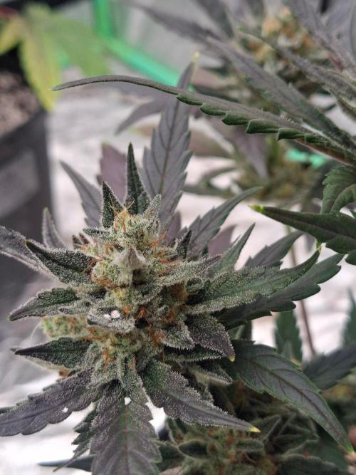 Fastbuds Guava Girls. Week 6