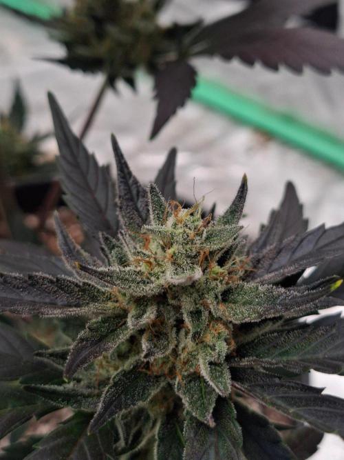 Fastbuds Guava Girls. Week 6