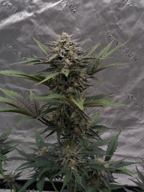 Fastbuds Guava Girls. Week 6