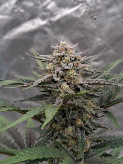 Fastbuds Guava Girls. Week 6