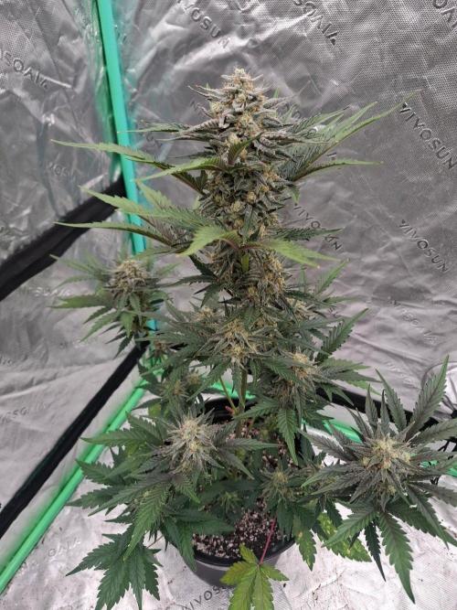 Fastbuds Guava Girls. Week 6