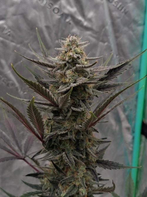 Fastbuds Guava Girls. Week 6
