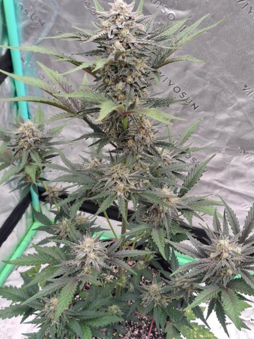Fastbuds Guava Girls. Week 6