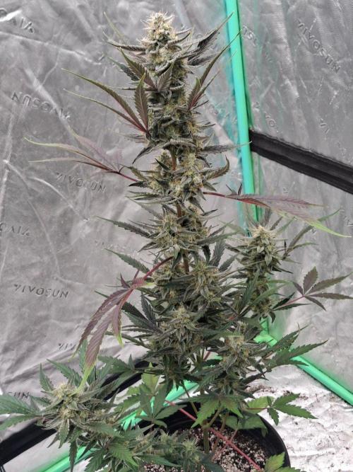 Fastbuds Guava Girls. Week 6