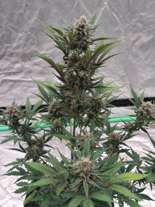 Fastbuds Mendo Guava Outdoor. Week 6