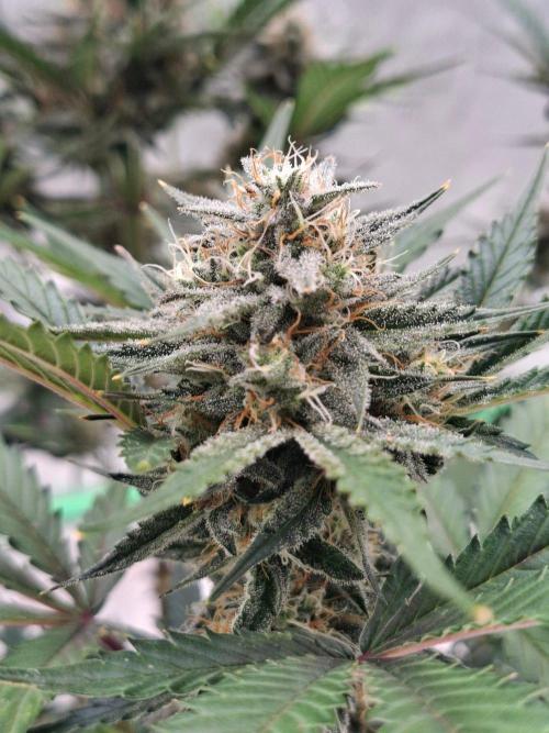 Fastbuds Mendo Guava Outdoor. Week 6