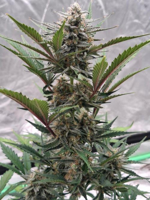 Fastbuds Mendo Guava Outdoor. Week 6