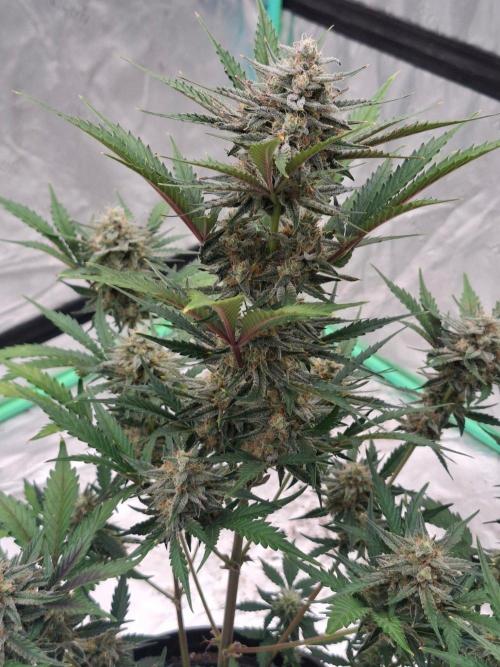 Fastbuds Mendo Guava Outdoor. Week 6