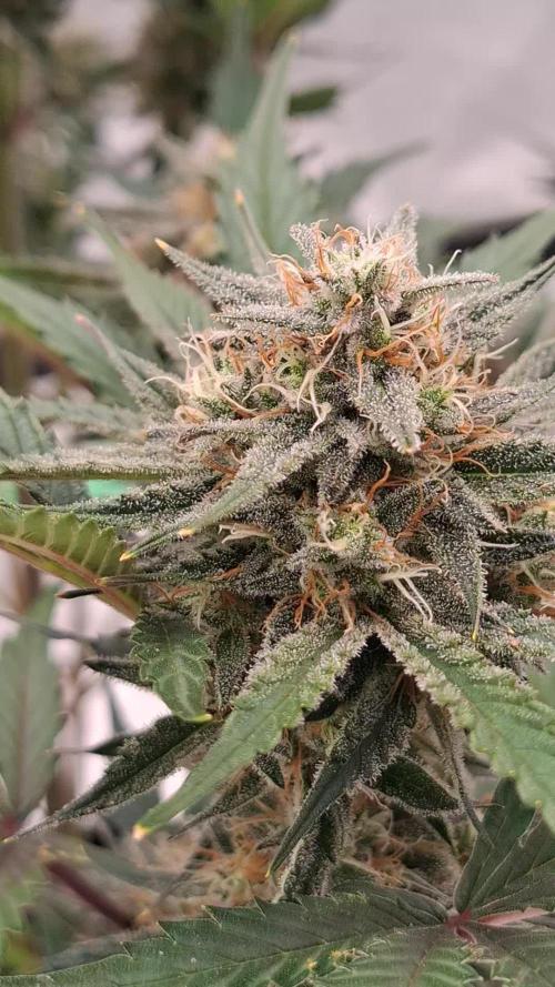 Fastbuds Mendo Guava Outdoor