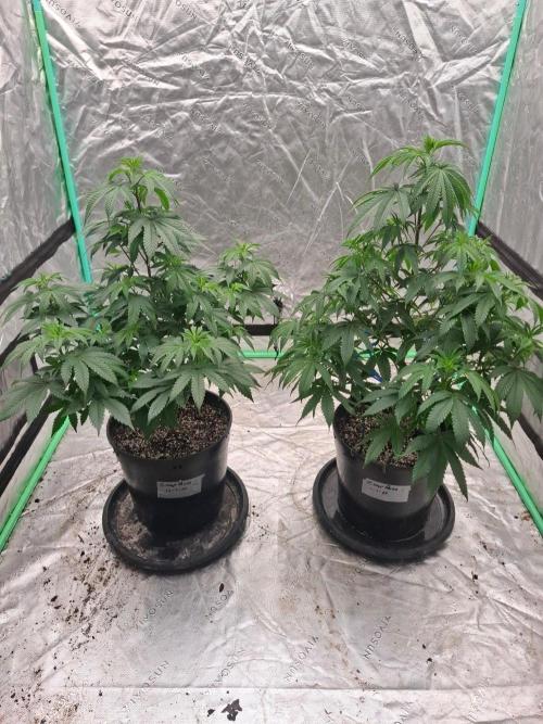 Kannabia Seeds Zoap Rose. Week 6
