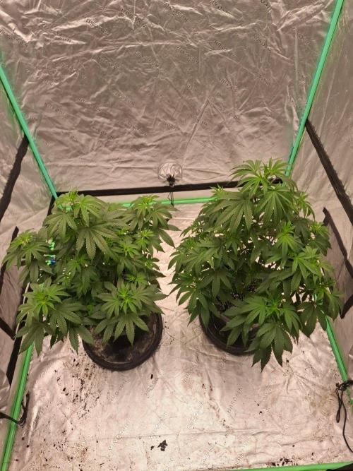 Kannabia Seeds Zoap Rose. Week 6