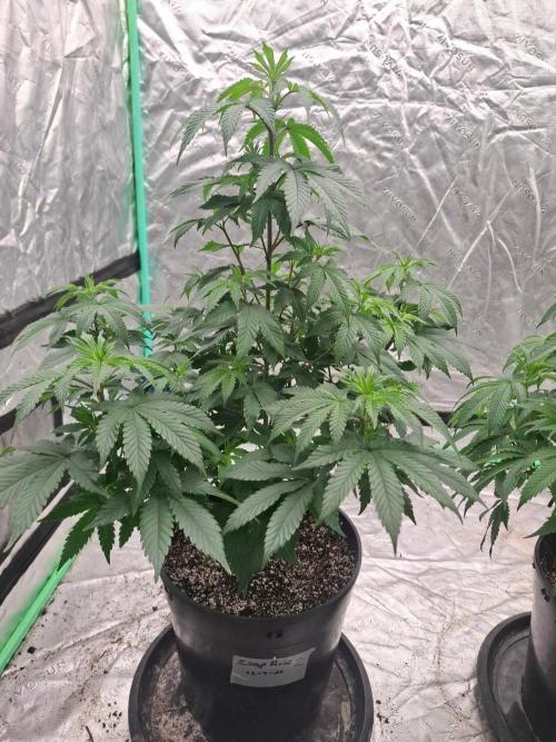 Kannabia Seeds Zoap Rose. Week 6