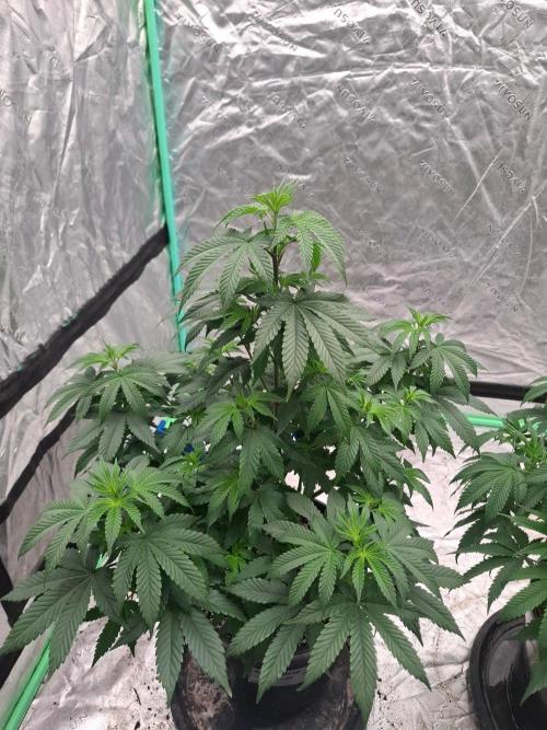 Kannabia Seeds Zoap Rose. Week 6