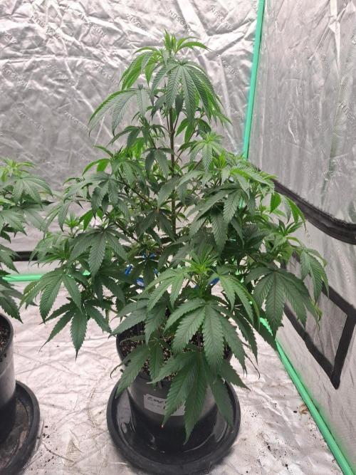 Kannabia Seeds Zoap Rose. Week 6