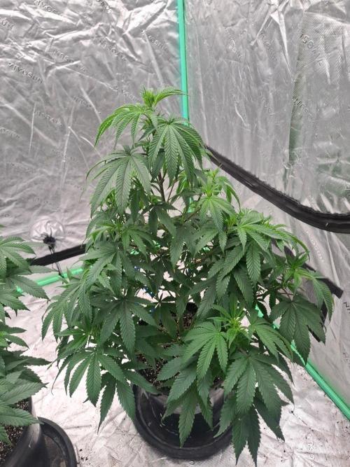 Kannabia Seeds Zoap Rose. Week 6