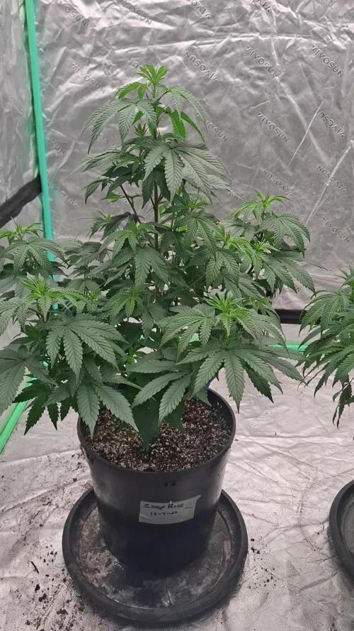 Kannabia Seeds Zoap Rose