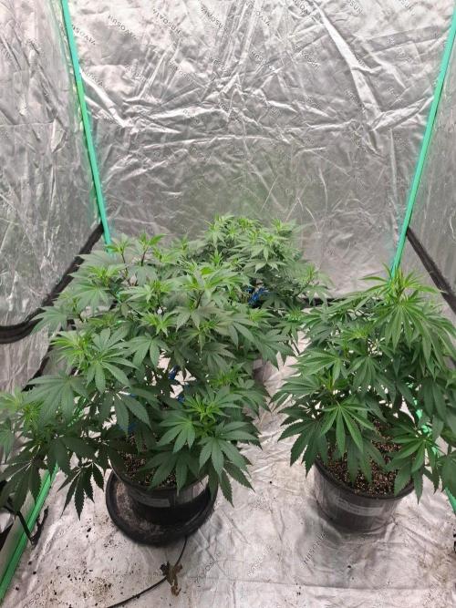 Kannabia Apple & Bananas. Week 6