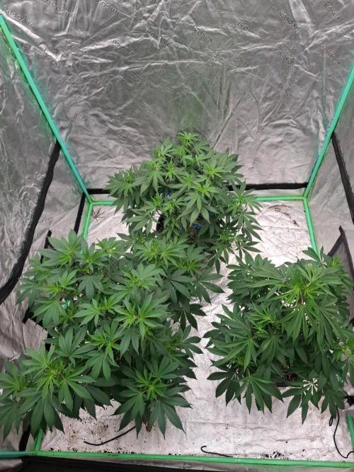 Kannabia Apple & Bananas. Week 6