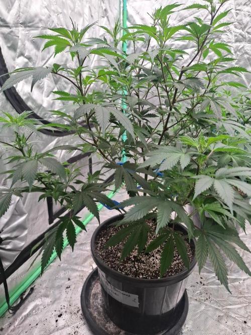 Kannabia Apple & Bananas. Week 6