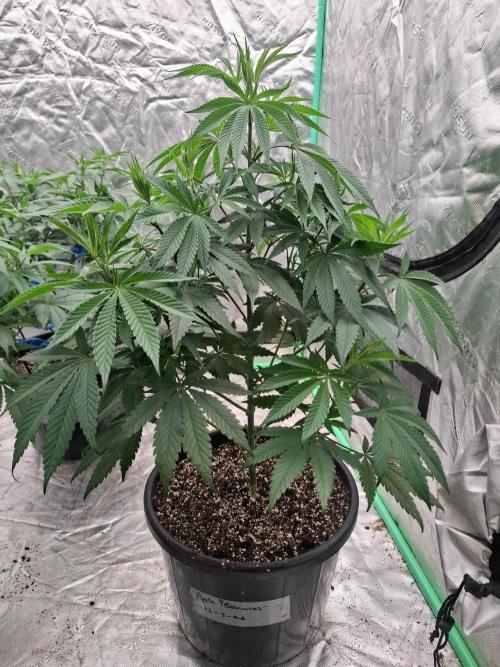 Kannabia Apple & Bananas. Week 6