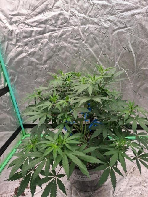 Kannabia Apple & Bananas. Week 6