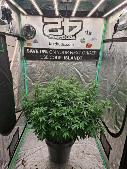 Fastbuds Purple Lemonade FF. Week 16