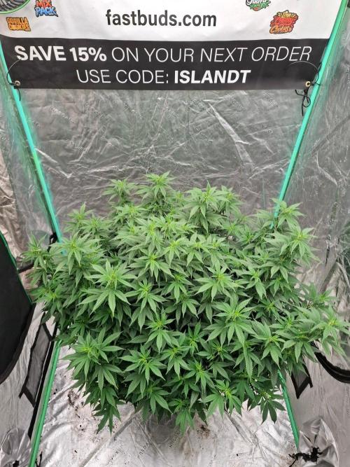Fastbuds Purple Lemonade FF. Week 16
