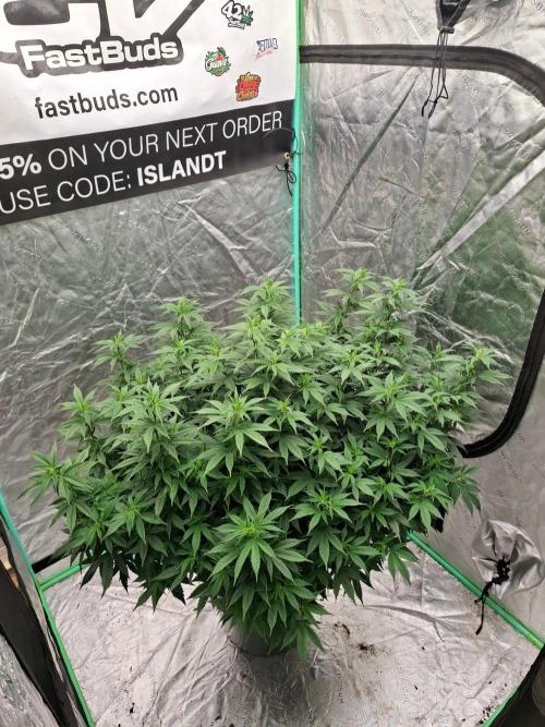 Fastbuds Purple Lemonade FF. Week 16