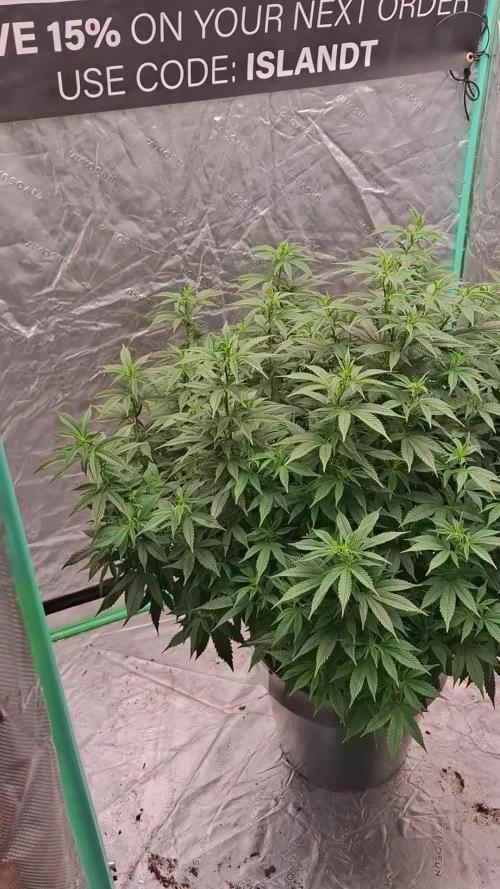 Fastbuds Purple Lemonade FF