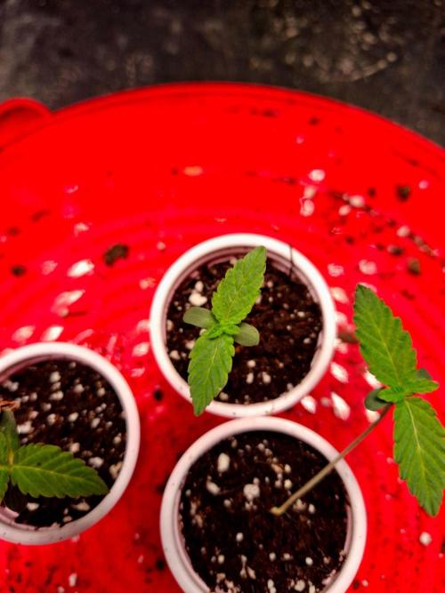 Auto Seeds trio. Week 1