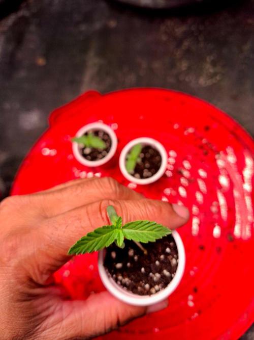 Auto Seeds trio. Week 1