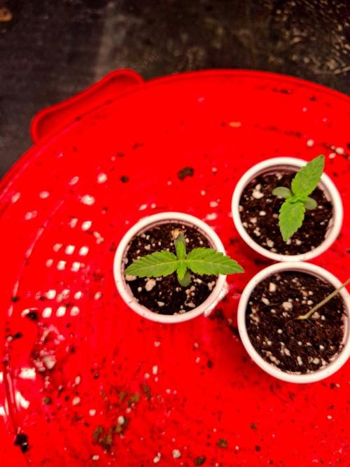 Auto Seeds trio. Week 1