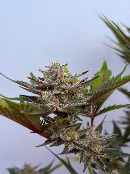 Fastbuds Mendo Guava Outdoor. Week 7