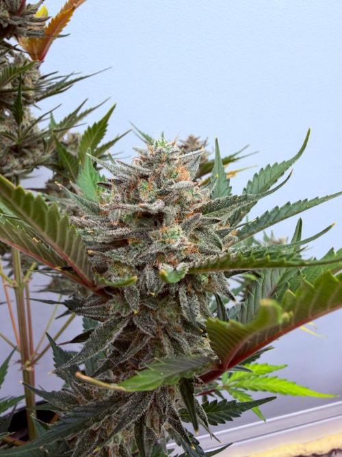 Fastbuds Mendo Guava Outdoor. Week 7