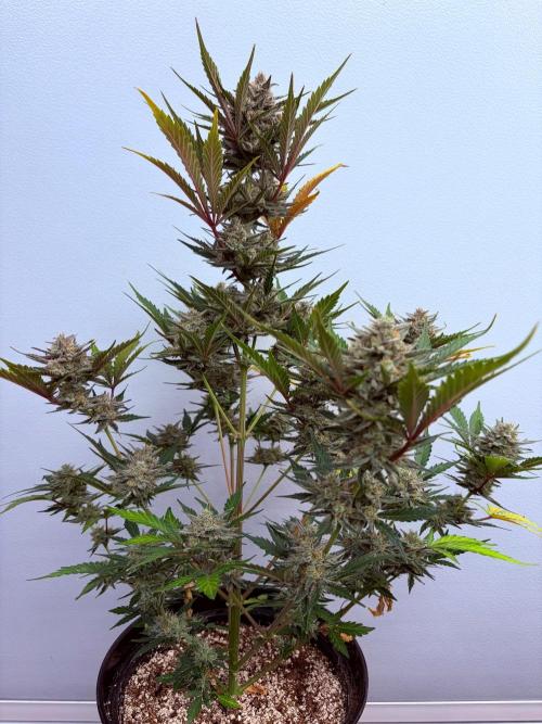 Fastbuds Mendo Guava Outdoor. Week 7